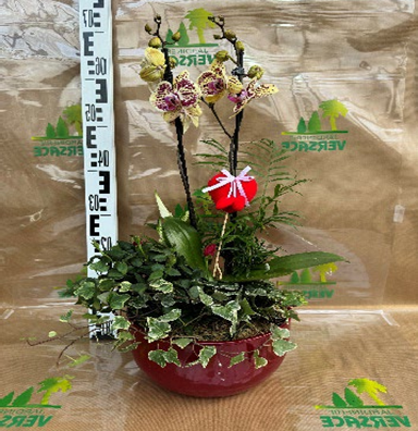 ORCHIDEE SANS ANTHURIUM 55.00€
