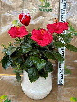 HIBISCUS AVEC CACHE POT 28.00€
