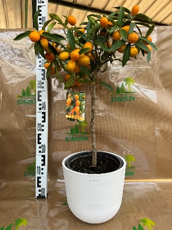 Kumquat sans cache pot  29.90€