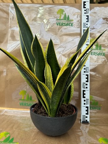 Cache pot sans Sanseveria 18.00€