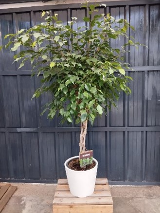 Cache pot sans Ficus Benjamina 120 cm 28.00€