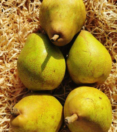Poires Kg