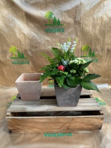 2 Griffes+ Plante Fleurie+ Plante Verte