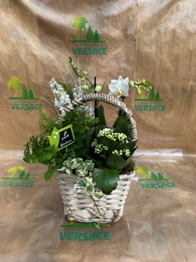 3 Griffes+ Plante Fleurie+ Plantes Vertes + 1 Orchidée 40cm