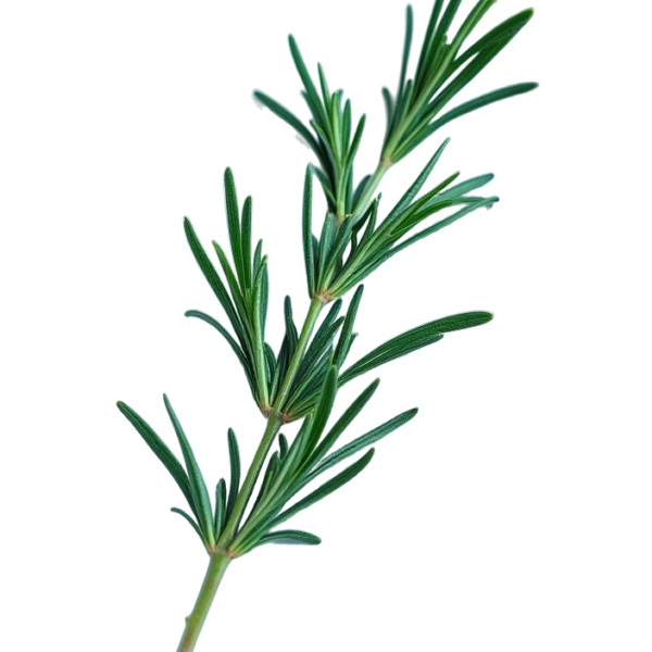 Gamme savoureuse romarin 500ml