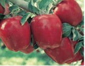 Sac 5 Kg pomme Story