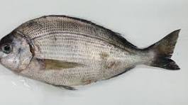 Dorades de 30€ à 35€/kg suivant le poids