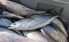 Bonite/thonine 12€/kg