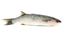 Mulet de mer 10€/kg