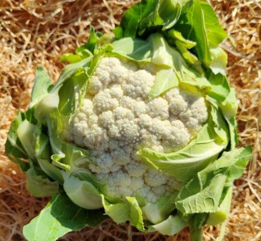 Chou fleur unité
