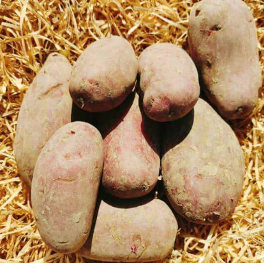 Pomme de terre Kg