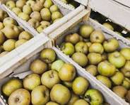 POMME REINETTE GRISE BIO Chair tendre, fondante acidulée la caisse de 13 kg