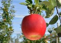 POMME CRIMSON BIO Rouge légèrement acidulée filet de 4 kg