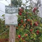 POMME CRIMSON BIO Rouge légèrement acidulée la caisse de 13kg