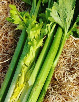 Céleri branche