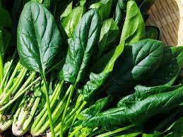 1 Kg jeunes pousses épinard