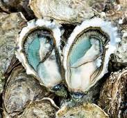 la douzaine d'huitre n°3 de Marennes d'Oléron