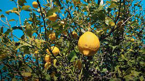 Citrons jaune 100% naturels  caisse de 7 kg mi Nov/fin avril