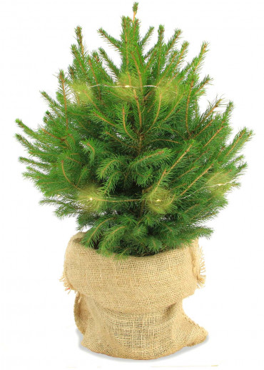 Le mini sapin en toile de jute sans décoration hors frais d'envoi