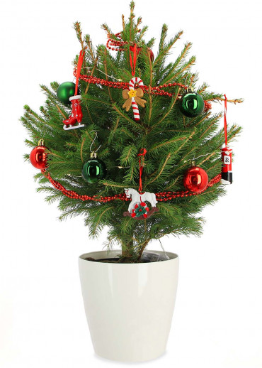 Le mini sapin l'authentique pot rouge et décoration hors frais d'envoi