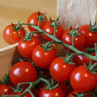Tomate cerise