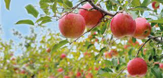 Caisse de pommes BIO de 7.5kg