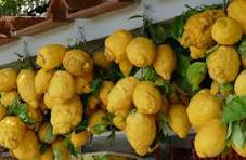 Citron de Sicile 100% naturelle caisse de 7 kg de mi novembre à fin avril