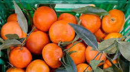 Clémentines 100% naturelles sans pépins mi novembre à mi décembre 7kg