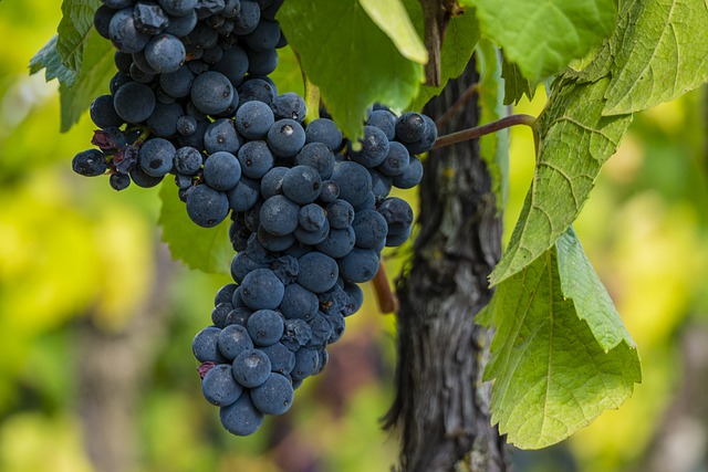 Raisin noir muscat