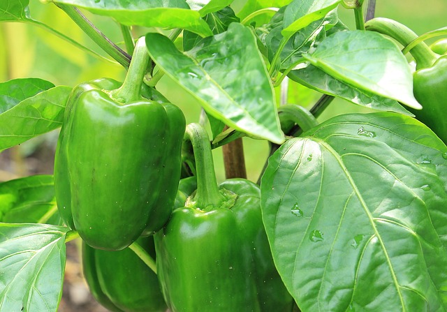 Poivron vert