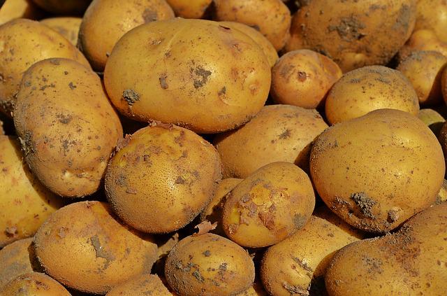 Pomme de terre primeur