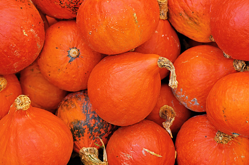 Potimarron