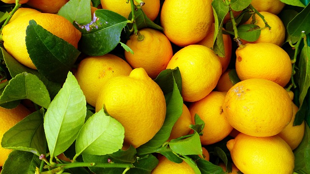 Citron feuille