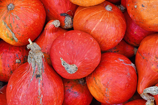 Potimarron