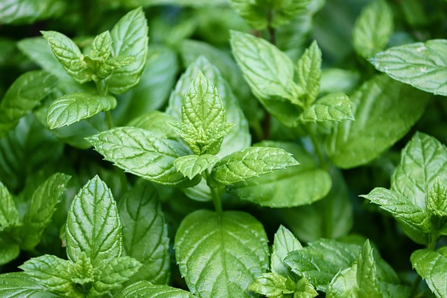 Menthe