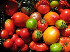 Tomate grappe