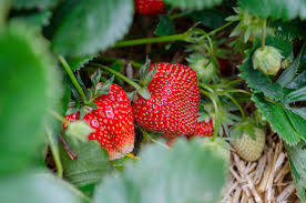Fraise la barquette de 250g