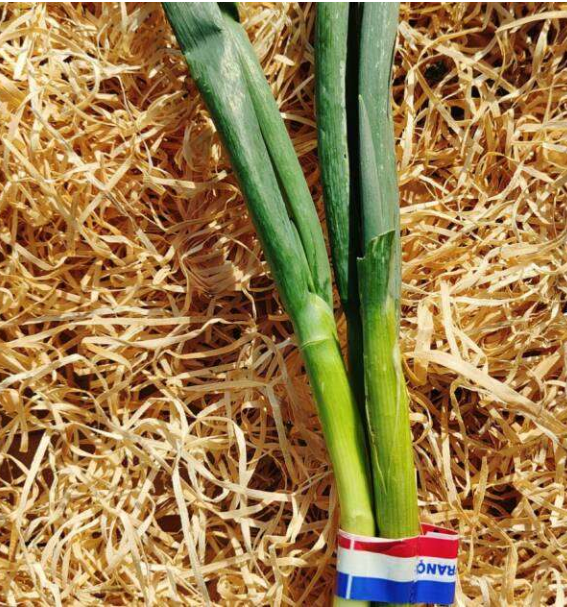 Cebettes 1 bouquet