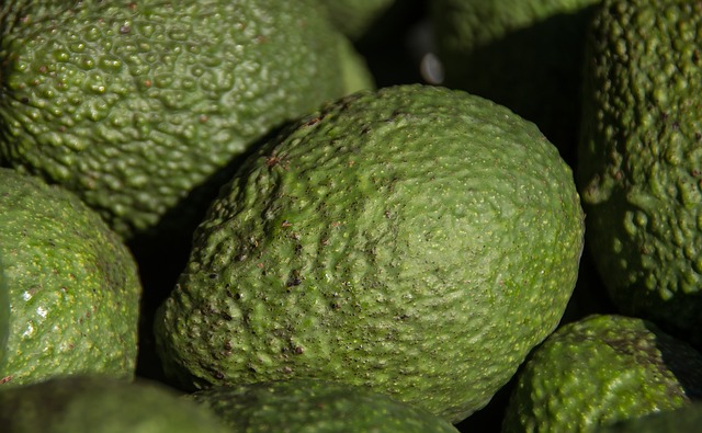 Avocat Hass