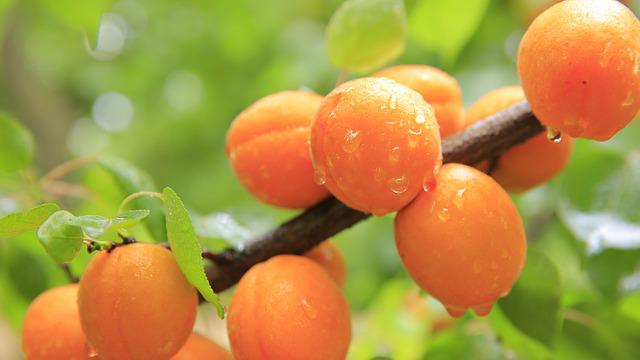 Abricots