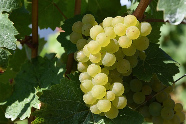 Raisin blanc Italie